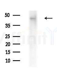 CHI3L1 Antibody - Western blot analysis of extracts from A375 cells(heat-shock treatment), using CHI3L1 Antibody at 1/1000 dilution.