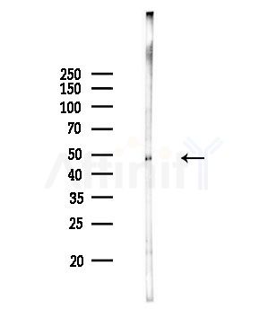 CHRNA5 Antibody - Western blot analysis of lysates from Rat brain, using CHRNA5 Antibody at 1/1000 dilution.