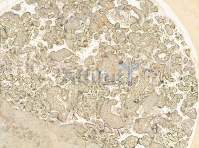 CHRNA5 Antibody - DF6586 at 1/100 staining human normal placenta tissue by IHC-P.