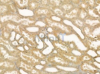 FXN Antibody - DF6590 at 1/100 staining human normal kidney tissue by IHC-P.
