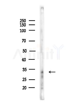 USF1 Antibody - Western blot analysis of lysates from PC12 cells(starvation,24h treatment), using USF1 Antibody at 1/1000 dilution.