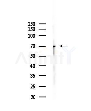 SCNN1B Antibody - Western blot analysis of lysates from Rat lung, using SCNN1B Antibody at 1/1000 dilution.