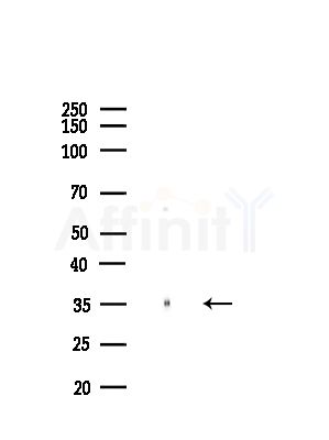 COPS5 Antibody - Western blot analysis of lysates from Mouse brain, using COPS5 Antibody at 1/1000 dilution.