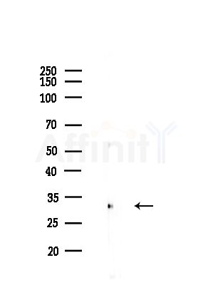 COPS5 Antibody - Western blot analysis of lysates from B16(LPS, 4h treatment), using COPS5 Antibody at 1/1000 dilution.