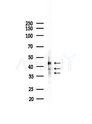 AKR1C3 Antibody - Western blot analysis of lysates from Hela cells(heat-shock,45min treatment), using AKR1C3 Antibody at 1/1000 dilution.