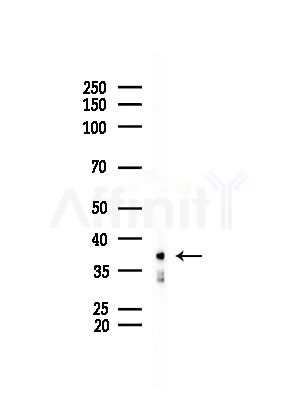 AKR1C3 Antibody - Western blot analysis of lysates from Mouse testis, using AKR1C3 Antibody at 1/1000 dilution.