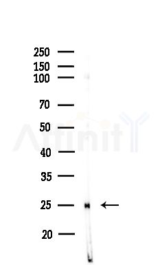 RGS2 Antibody - Western blot analysis of lysates from Rat testis, using RGS2 Antibody at 1/1000 dilution.