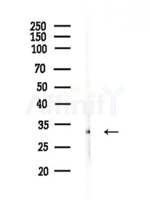 XRCC2 Antibody - Western blot analysis of lysates from COLO205 cells, using XRCC2 Antibody at 1/1000 dilution.