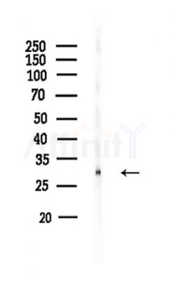 XRCC2 Antibody - Western blot analysis of lysates from HUVEC cells, using XRCC2 Antibody at 1/1000 dilution.
