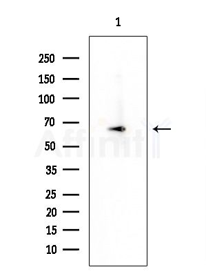 PSAP Antibody - Western blot analysis of extracts from Mouse brain, using PSAP Antibody at 1/1000 dilution.