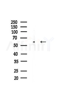 PSAP Antibody - Western blot analysis of lysates from Mouse brain, using PSAP Antibody at 1/1000 dilution.