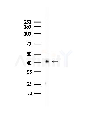 HSD3B2 Antibody - Western blot analysis of lysates from Hela cells(heat-shock,45min treatment), using HSD3B2 Antibody at 1/1000 dilution.