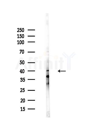 THPO Antibody - Western blot analysis of lysates from HUVEC cells(starvation,24h treatment), using THPO Antibody at 1/1000 dilution.