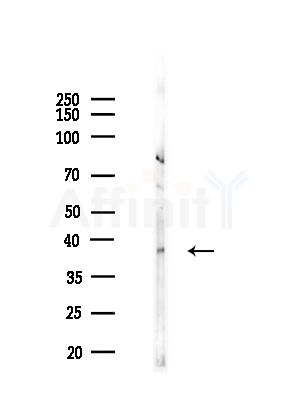 THPO Antibody - Western blot analysis of lysates from B16(LPS, 4h treatment), using THPO Antibody at 1/1000 dilution.