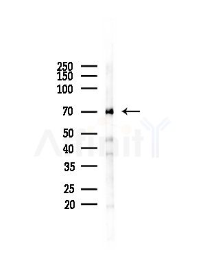 HSPA1L Antibody - Western blot analysis of lysates from Rat brain, using HSPA1L Antibody at 1/1000 dilution.