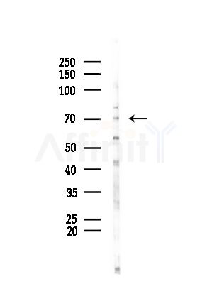 HSPA1L Antibody - Western blot analysis of lysates from Mouse testis, using HSPA1L Antibody at 1/1000 dilution.