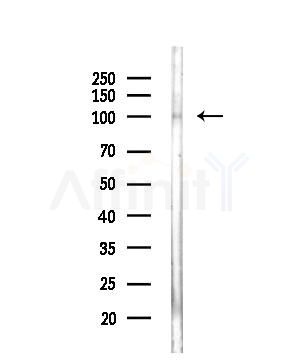 LIG1 Antibody - Western blot analysis of lysates from COS-7 cells(heat-shock,45min treatment), using LIG1 Antibody at 1/1000 dilution.