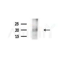 POLR2D Antibody - Western blot analysis of lysates from HepG2 cells(LPS, 4h treatment), using POLR2D Antibody at 1/1000 dilution.