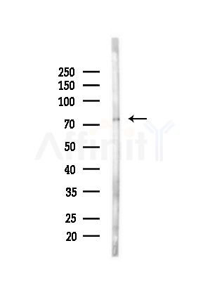 GLB1 Antibody - Western blot analysis of lysates from Mouse liver, using GLB1 Antibody at 1/1000 dilution.