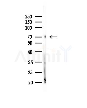 EPXH2 Antibody - Western blot analysis of lysates from Mouse brain, using EPXH2 Antibody at 1/1000 dilution.