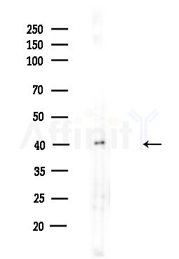 PDHA1 Antibody - Western blot analysis of lysates from HUVEC cells(UV,30min treatment), using PDHA1 Antibody at 1/1000 dilution.