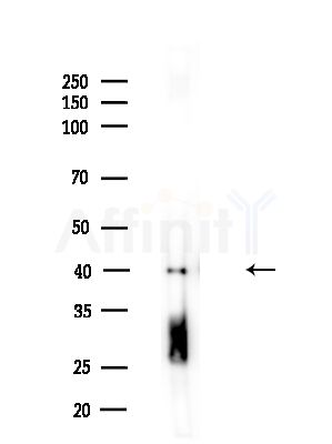 PDHA1 Antibody - Western blot analysis of lysates from Rat lung, using PDHA1 Antibody at 1/1000 dilution.