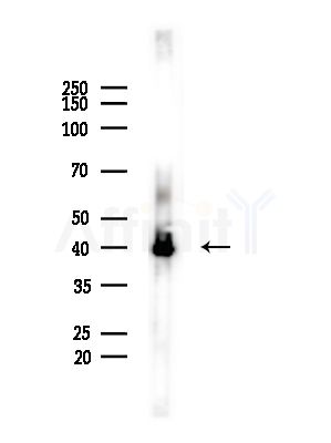 PDHA1 Antibody - Western blot analysis of lysates from Mouse brain, using PDHA1 Antibody at 1/1000 dilution.