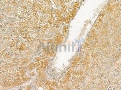 FMO3 Antibody - DF6683 at 1/100 staining human normal liver tissue by IHC-P.
