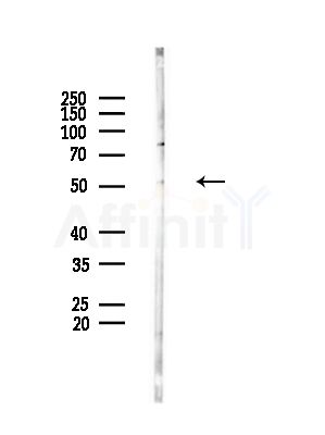 RUVBL2 Antibody - Western blot analysis of lysates from Hela cells(heat-shock,45min treatment), using RUVBL2 Antibody at 1/1000 dilution.