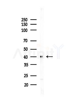 PPP2R4 Antibody - Western blot analysis of lysates from HUVEC cells(starvation,24h treatment), using PPP2R4 Antibody at 1/1000 dilution.