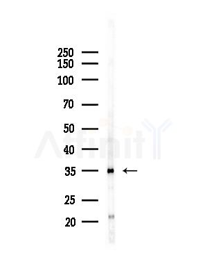 PPP2R4 Antibody - Western blot analysis of lysates from Hela cells(heat-shock,45min treatment), using PPP2R4 Antibody at 1/1000 dilution.