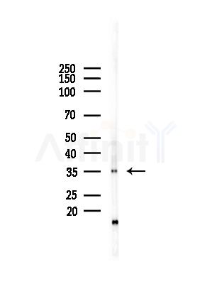 PPP2R4 Antibody - Western blot analysis of lysates from Rat brain, using PPP2R4 Antibody at 1/1000 dilution.