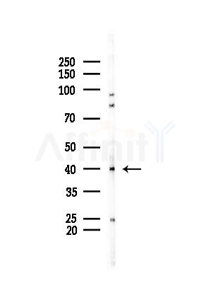 PPP2R4 Antibody - Western blot analysis of lysates from Mouse testis, using PPP2R4 Antibody at 1/1000 dilution.