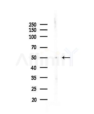 MSR1 Antibody - Western blot analysis of lysates from COS-7 cells(heat-shock,45min treatment), using MSR1 Antibody at 1/1000 dilution.