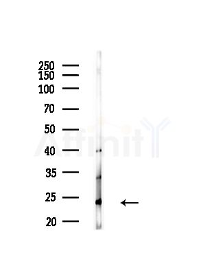 GLO1 Antibody - Western blot analysis of lysates from Mouse brain, using GLO1 Antibody at 1/1000 dilution.