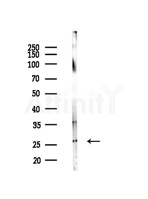 EBAG9 Antibody - Western blot analysis of lysates from Mouse brain, using EBAG9 Antibody at 1/1000 dilution.