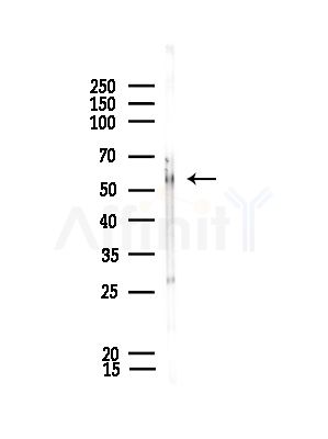 U2AF2 Antibody - Western blot analysis of lysates from Rat brain, using U2AF2 Antibody at 1/1000 dilution.