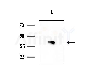ACPP Antibody - Western blot analysis of extracts from Rat testis, using ACPP Antibody at 1/1000 dilution.