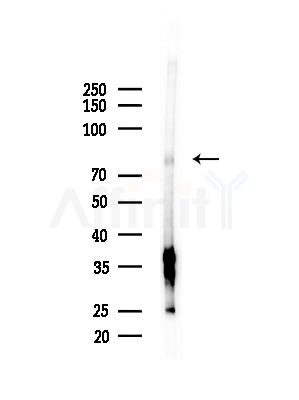 POLI Antibody - Western blot analysis of lysates from PC12 cells(starvation,24h treatment), using POLI Antibody at 1/1000 dilution.