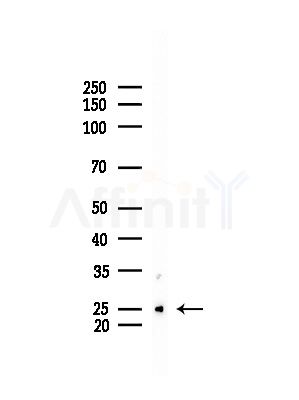 UBE2D1 Antibody - Western blot analysis of lysates from Mouse testis, using UBE2D1 Antibody at 1/1000 dilution.