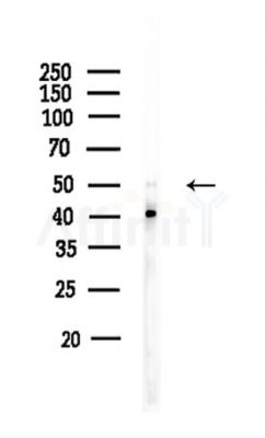 TRIM21 Antibody - Western blot analysis of lysates from HUVEC cells, using TRIM21 Antibody at 1/1000 dilution.