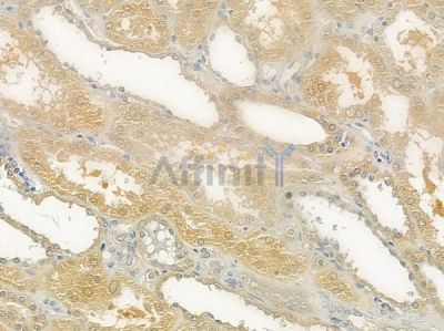 MSMB Antibody - DF6720 at 1/100 staining human normal kidney tissue by IHC-P.