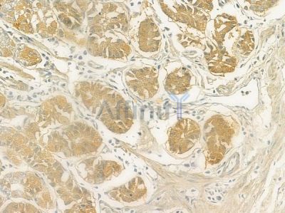 MSMB Antibody - DF6720 at 1/100 staining human normal gastric tissue by IHC-P.
