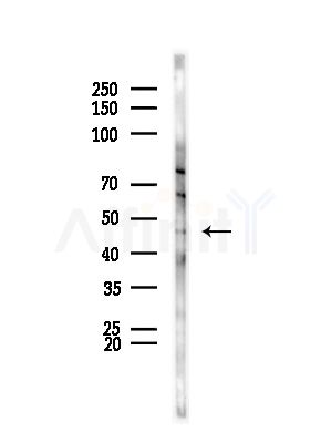 TAPBP Antibody - Western blot analysis of lysates from HepG2 cells(LPS, 4h treatment), using TAPBP Antibody at 1/1000 dilution.