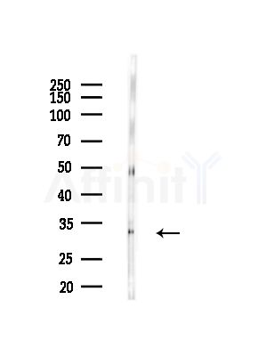 TNFRSF14 Antibody - Western blot analysis of lysates from Mouse brain, using TNFRSF14 Antibody at 1/1000 dilution.