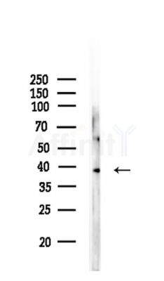 RPL5 Antibody - Western blot analysis of lysates from Rat testis, using RPL5 Antibody at 1/1000 dilution.