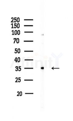 RPL5 Antibody - Western blot analysis of lysates from HUVEC cells, using RPL5 Antibody at 1/1000 dilution.