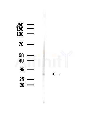 APCS Antibody - Western blot analysis of lysates from Mouse testis, using APCS Antibody at 1/1000 dilution.