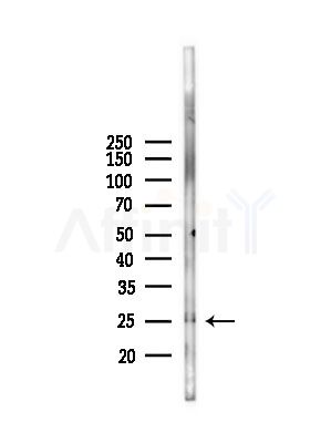 PTP4A3 Antibody - Western blot analysis of lysates from Mouse liver, using PTP4A3 Antibody at 1/1000 dilution.