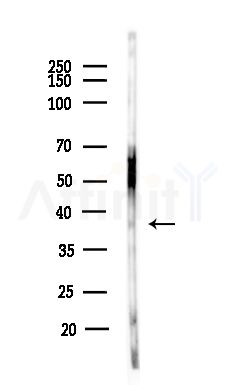 TPSAB1 Antibody - Western blot analysis of lysates from MCF7 cells(heat-shock,45min treatment), using TPSAB1 Antibody at 1/1000 dilution.